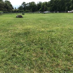 canine commons dog park