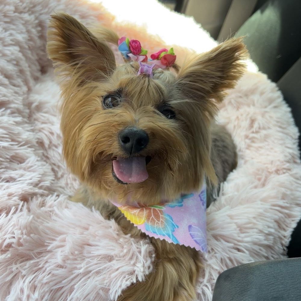 Yorkie Yorkie