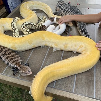 For Goodness Snakes - Snakes and lizards - Performing Arts Near Me