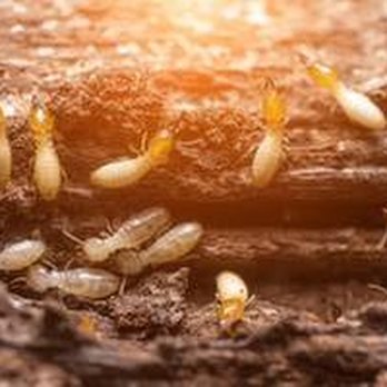 Second Opinion Termite & Pest Control - untitled - Pest Control Near Me - Chesapeake, Virginia Second Opinion Termite & Pest Control - untitled - Pest Control Near Me - Chesapeake, Virginia