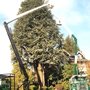 Photo of Northwest Insured Tree Service