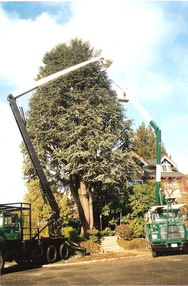 Northwest Insured Tree Service - tree service in Seattle, WA
