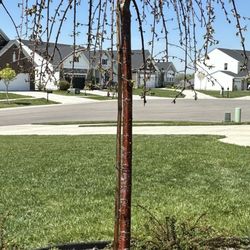 Sharon Nursery-Garden Store - Dead tree
