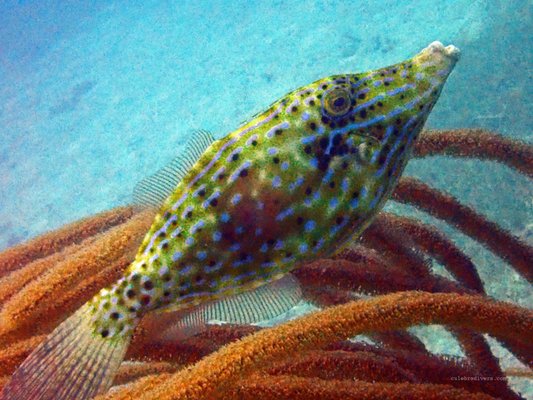 Culebra Divers by null
