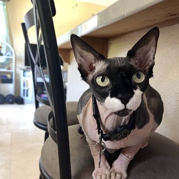 Trusted Pet Care - cat - Pet Sitting Near Me Trusted Pet Care - cat - Pet Sitting Near Me
