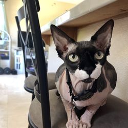 Trusted Pet Care - cat