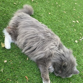 The Enchanted Manor - This is the house cat that will be sharing the residence with you, the host, and her daughter. - Venues & Event Spaces Near Me - Valley Village, California The Enchanted Manor - This is the house cat that will be sharing the residence with you, the host, and her daughter. - Venues & Event Spaces Near Me - Valley Village, California