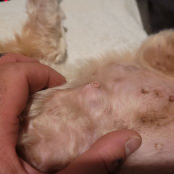 The Sam Simon Foundation - Before surgery tumor - Veterinarians Near Me - Culver City, California The Sam Simon Foundation - Before surgery tumor - Veterinarians Near Me - Culver City, California