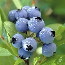 Sussmann's Wild Blueberries