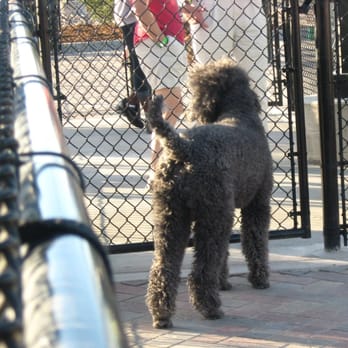 Railyard Dog Park - Waiting for more arrivals on opening day. - Dog Parks Near Me - Denver, Colorado Railyard Dog Park - Waiting for more arrivals on opening day. - Dog Parks Near Me - Denver, Colorado