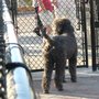 Photo of Railyard Dog Park