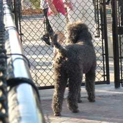 Railyard Dog Park