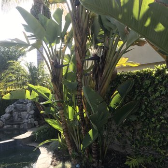 Reynaldo Landscape Inc. - Landscaping Near Me - La Habra, California Reynaldo Landscape Inc. - Landscaping Near Me - La Habra, California
