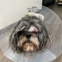 Photo of Miss Jee's Dog Academy