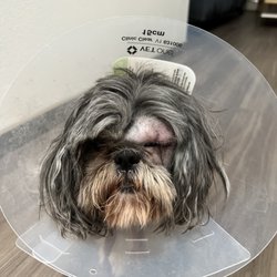 Miss Jee's Dog Academy
