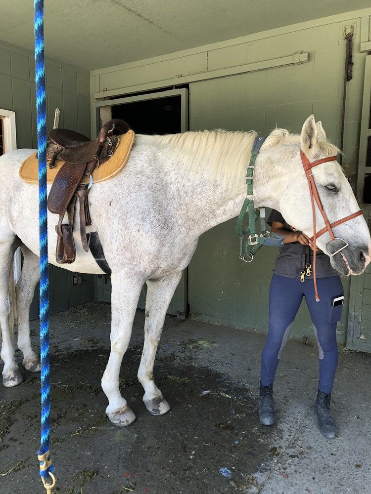 CASTLE ROCK ARABIANS 41 Photos & 149 Reviews Horseback Riding