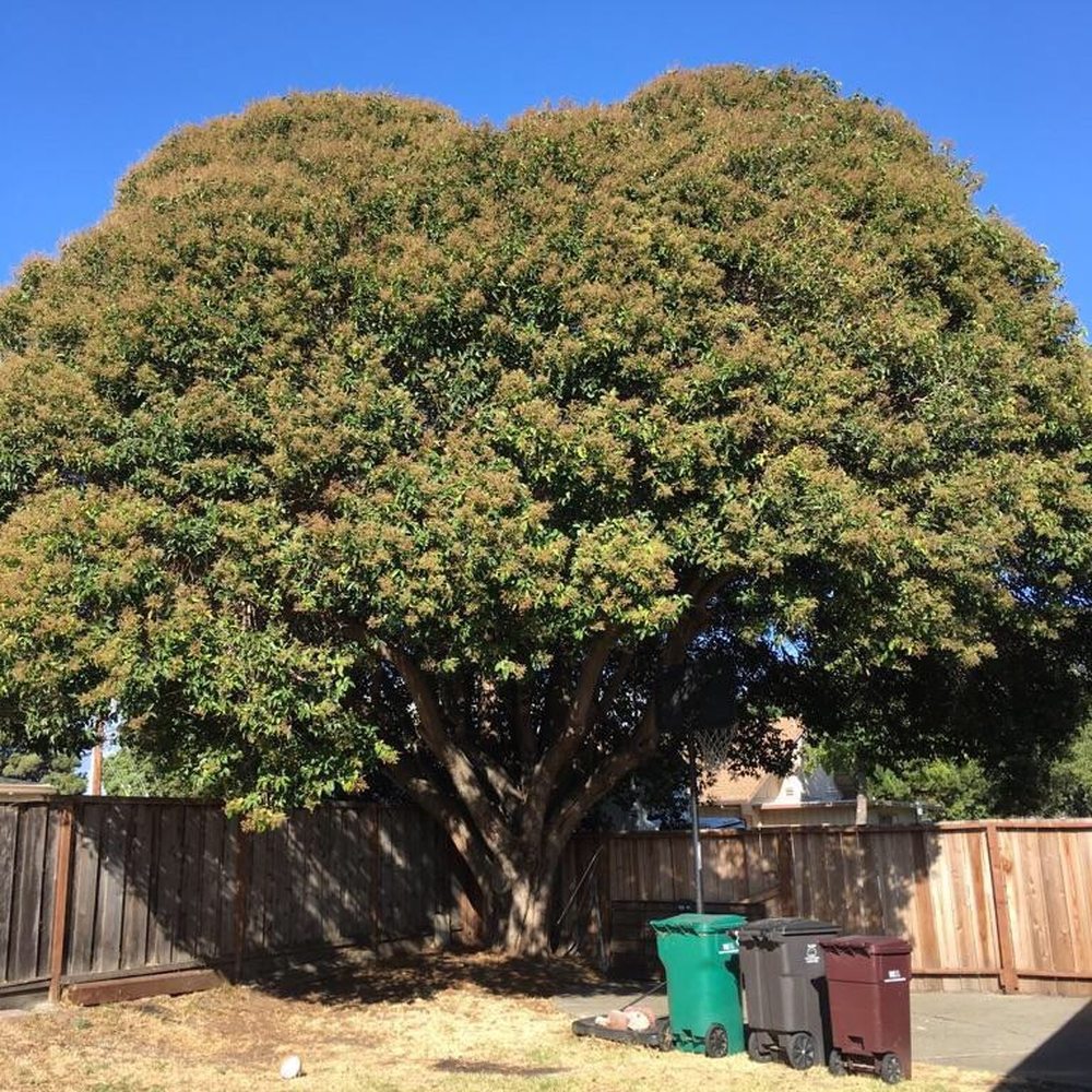 Olivares Tree Service - Tree Services Near Me