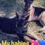 Photo of Parker Kennels