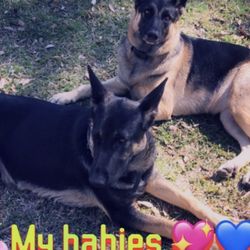 Parker Kennels - Zeus and Sheba
