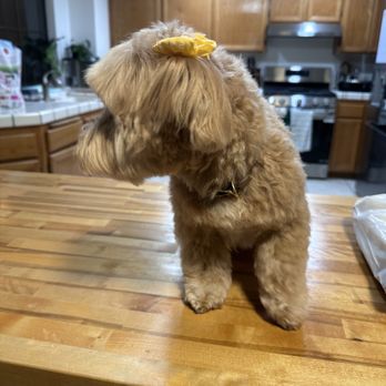 Urban Pet Spaw - Cute little rounded paws - Pet Groomers Near Me - El Cajon, California Urban Pet Spaw - Cute little rounded paws - Pet Groomers Near Me - El Cajon, California