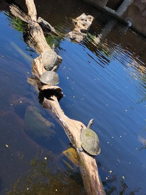 Honolulu Zoo by null
