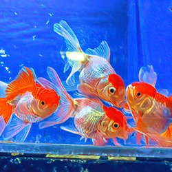 Best Tropical Fish Near Me - November 2022: Find Nearby Tropical Fish ...