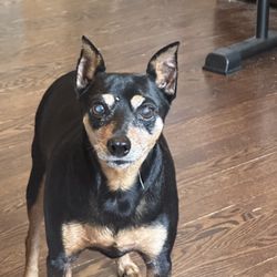 Animal Wellness Center Fond du Luc - My perfectly fine dog