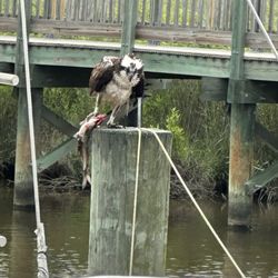 Abners Crab House - Falcon