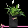 Hidden Florist Sunbury & Macedon Ranges
