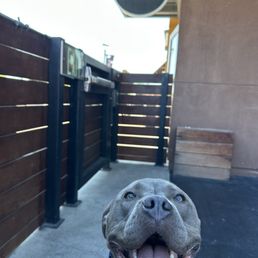Slater enjoying the outdoor patio Slater enjoying the outdoor patio