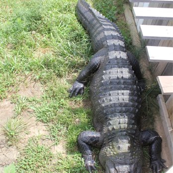 Critchlow Alligator Sanctuary - Animal Shelters Near Me - Athens, Michigan