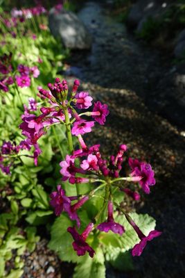 Betty Ford Alpine Gardens by null