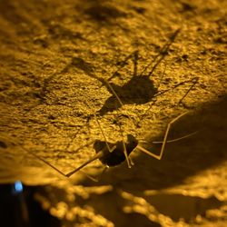 Cave Country RV - A mammoth cave cricket!