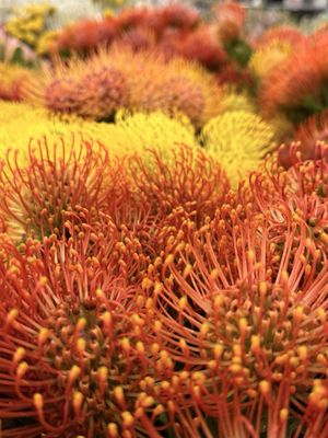 San Francisco Flower Market by null