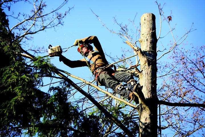 Ajax Tree Service - veterans service organization in Avon, OH