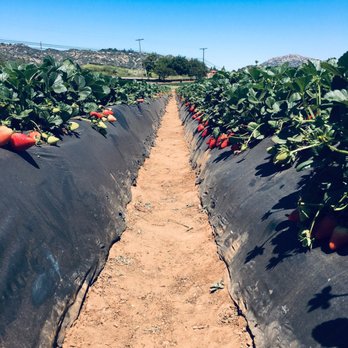 Kenny's Strawberry Farm - Fruits & Veggies Near Me - Fallbrook, California