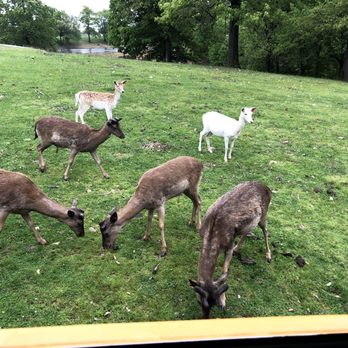 Wild Animal Safari - Fallow deer herd - Zoos Near Me - Strafford, Missouri Wild Animal Safari - Fallow deer herd - Zoos Near Me - Strafford, Missouri