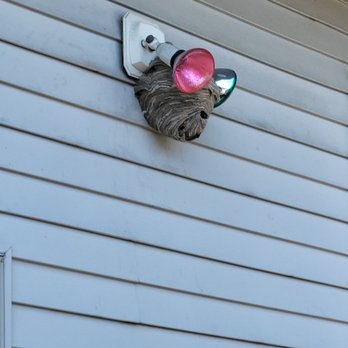 4 Seasons Pest Control - Bald Faced Hornets in St. Francis MN - Pest Control Near Me - Anoka, Minnesota