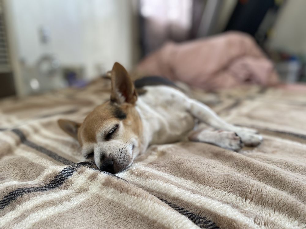 AFFORDABLE ANIMAL HOSPITAL EAGLE ROCK Updated September 2024 486