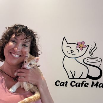 Cat Cafe Maui - Kitties! - Pet Adoption Near Me - Kahului, Hawaii Cat Cafe Maui - Kitties! - Pet Adoption Near Me - Kahului, Hawaii
