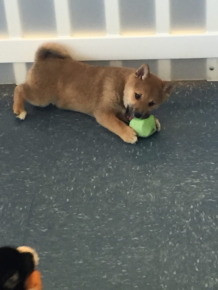 Puppies Plus 2019 All You Need To Know Before You Go With