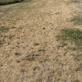 Robert's Lake - Large swath of burr clover. Nasty stuff. - Dog Parks Near Me - Rohnert Park, California Robert's Lake - Large swath of burr clover. Nasty stuff. - Dog Parks Near Me - Rohnert Park, California