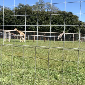 Plumpton Park Zoo - Two beautiful giraffes - Zoos Near Me - Rising Sun, Maryland Plumpton Park Zoo - Two beautiful giraffes - Zoos Near Me - Rising Sun, Maryland