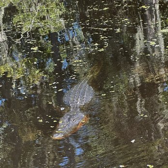 Airboat Adventures - Boat Tours Near Me - Lafitte, Louisiana