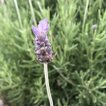 Ali'i Kula Lavender - Tours Near Me - Kula, Hawaii Ali'i Kula Lavender - Tours Near Me - Kula, Hawaii
