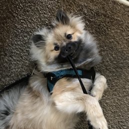 Gooby harness (sold at Petco) that both Toby and I love!