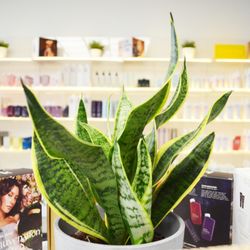 Arbor Hair Studio