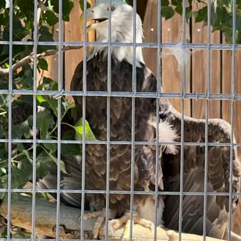 Big Bear Alpine Zoo - Merica - Zoos Near Me - Big Bear Lake, California Big Bear Alpine Zoo - Merica - Zoos Near Me - Big Bear Lake, California