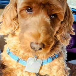 Luv-A-Pup Pet Sitting