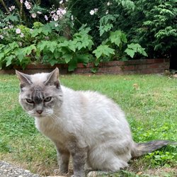 The Cat Nanny - Photo by Anke of our cat in the garden.